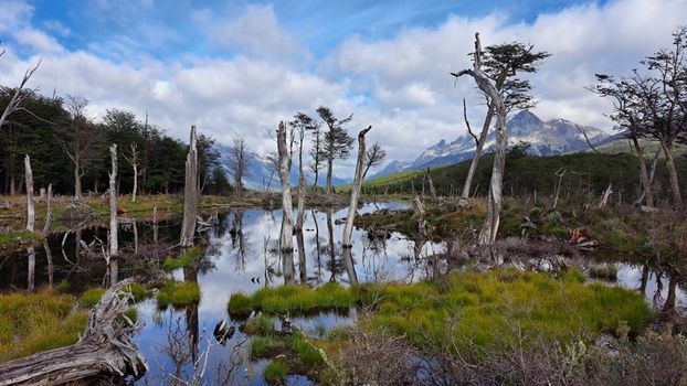 Bäume & Spiegelung in der Natur – Dramatisches Landschaftsfoto