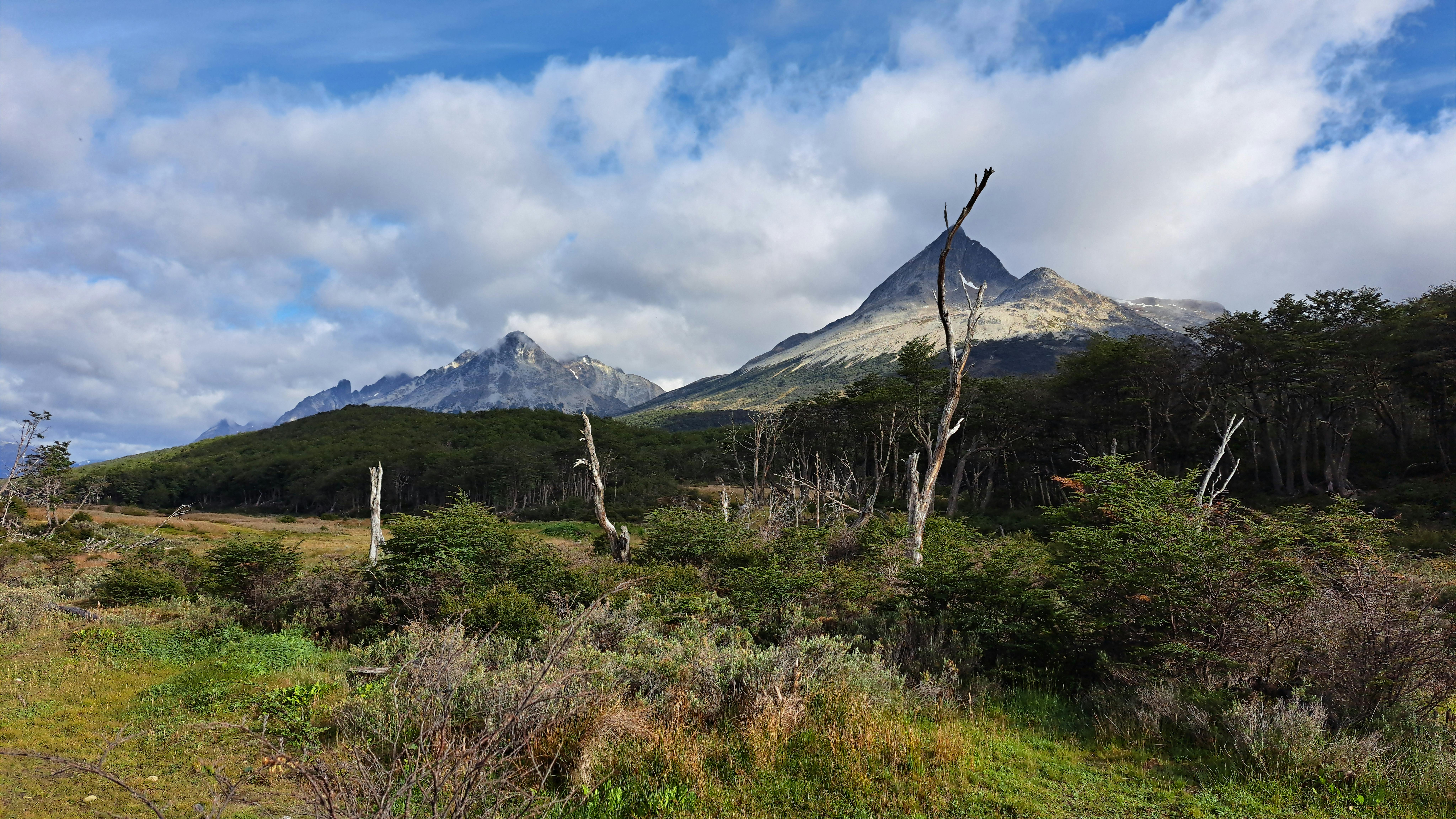 Best Forests in Argentina 2026: From Misiones Rainforest to Patagonia