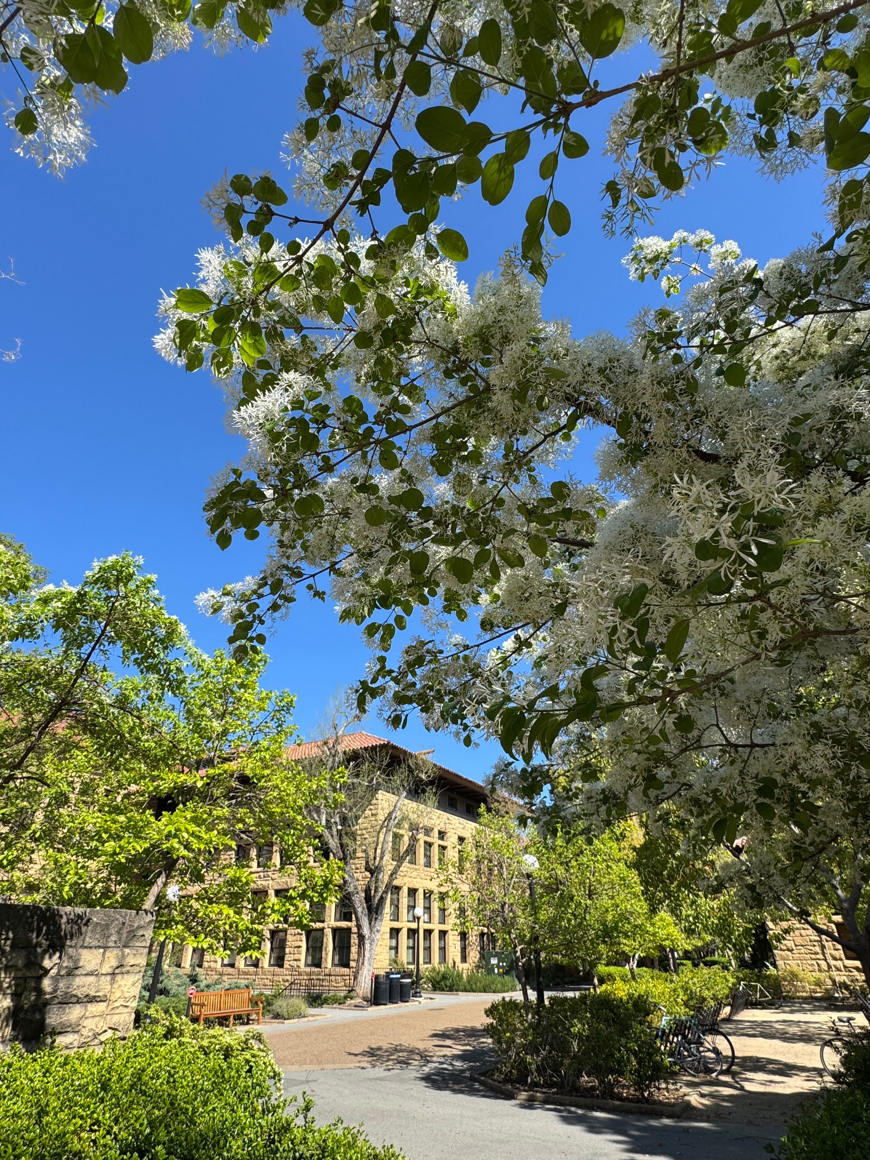 Spring Blossoms at Stanford University Quad · Free Stock Photo