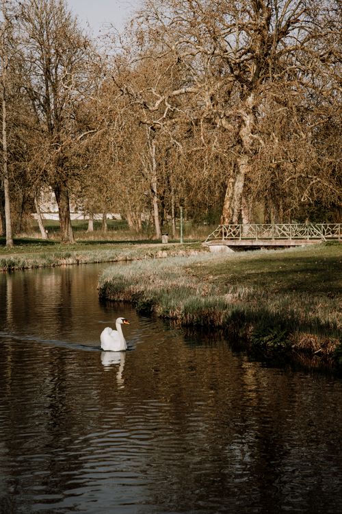 Free A peaceful white swan swimming in a serene lake surrounded by trees in Chantilly, France. Tranquility in nature. Stock Photo