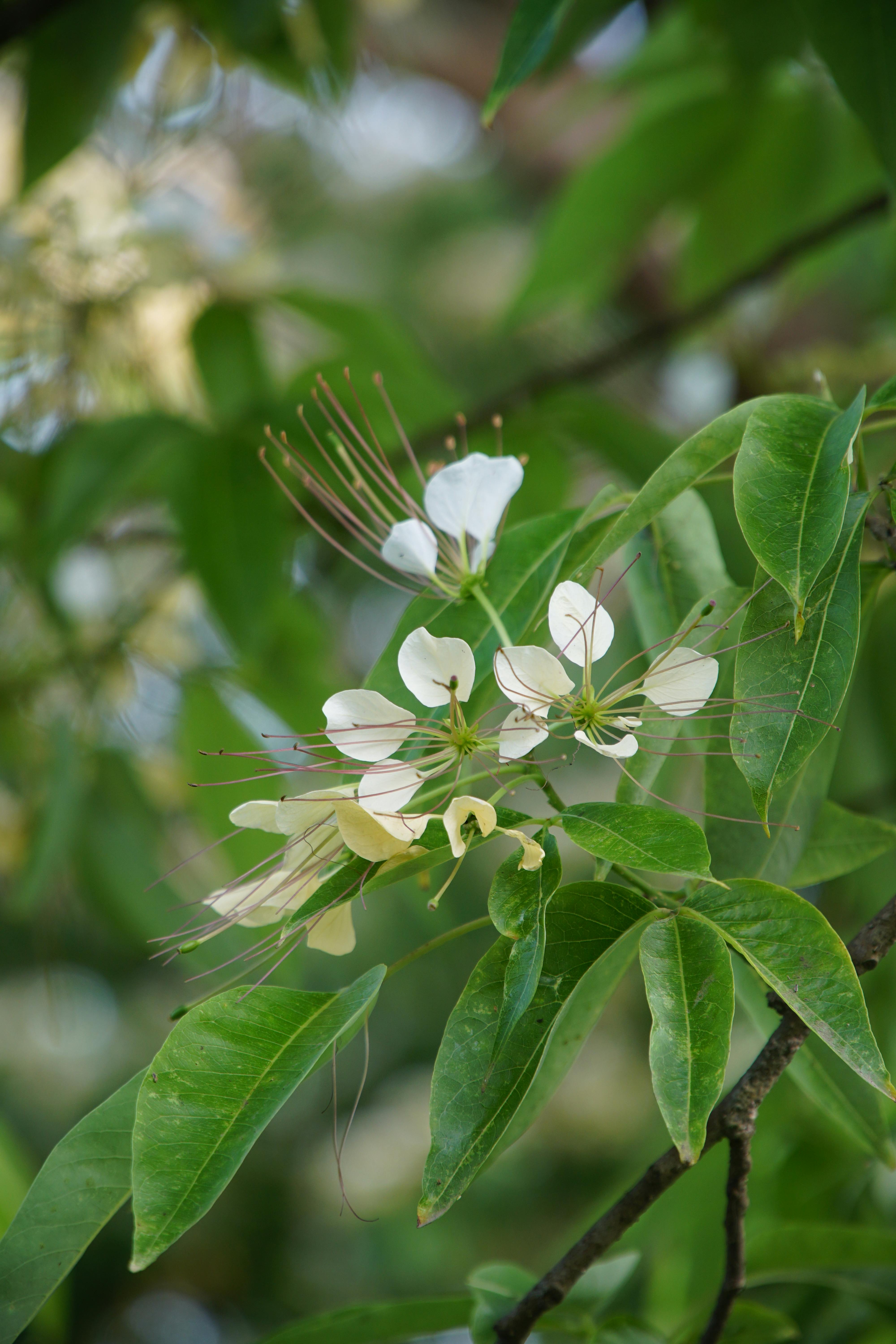 Close-up of sacred Crateva religiosa flowers with white petals and green leaves in Bangladesh.