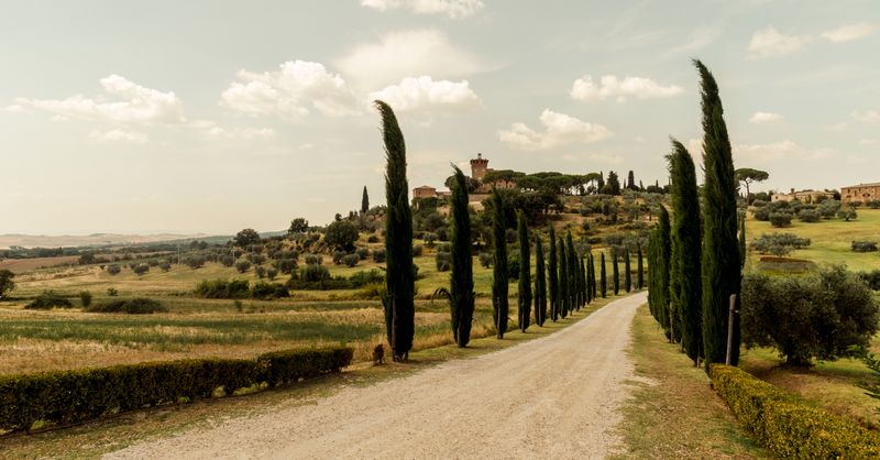 Cyprès : Guide Plantation et Variétés 2026