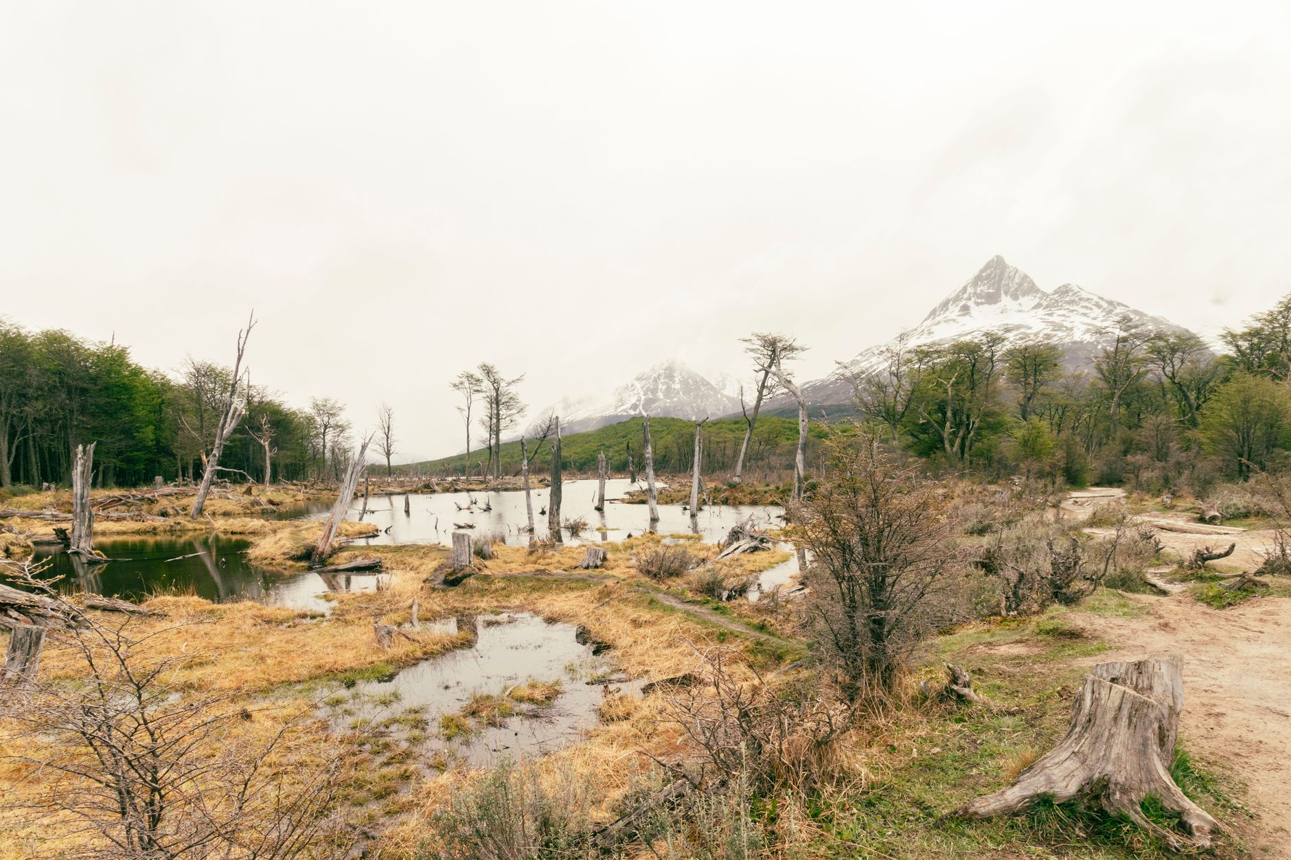 Experience the serene wilderness of Ushuaia with mountains, forests, and wetlands captured in this breathtaking view.