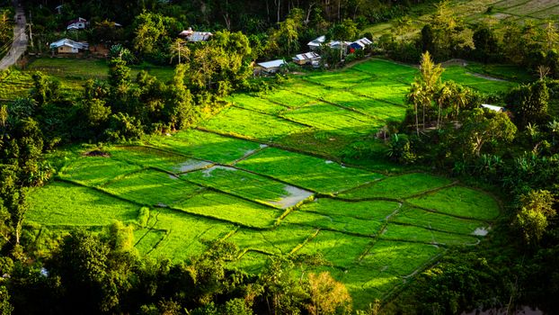 A breathtaking aerial view of bright green rice fields in Mimaropa, Philippines, during sunset.