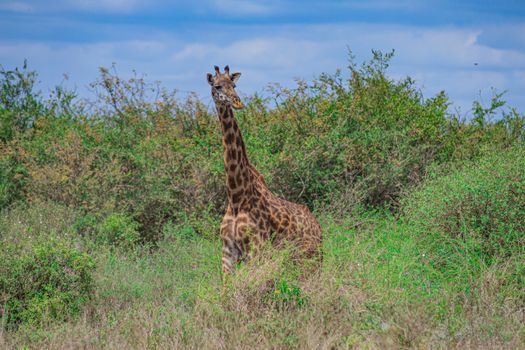 Giraffe Centre and Karen Blixen — Kenya Safari