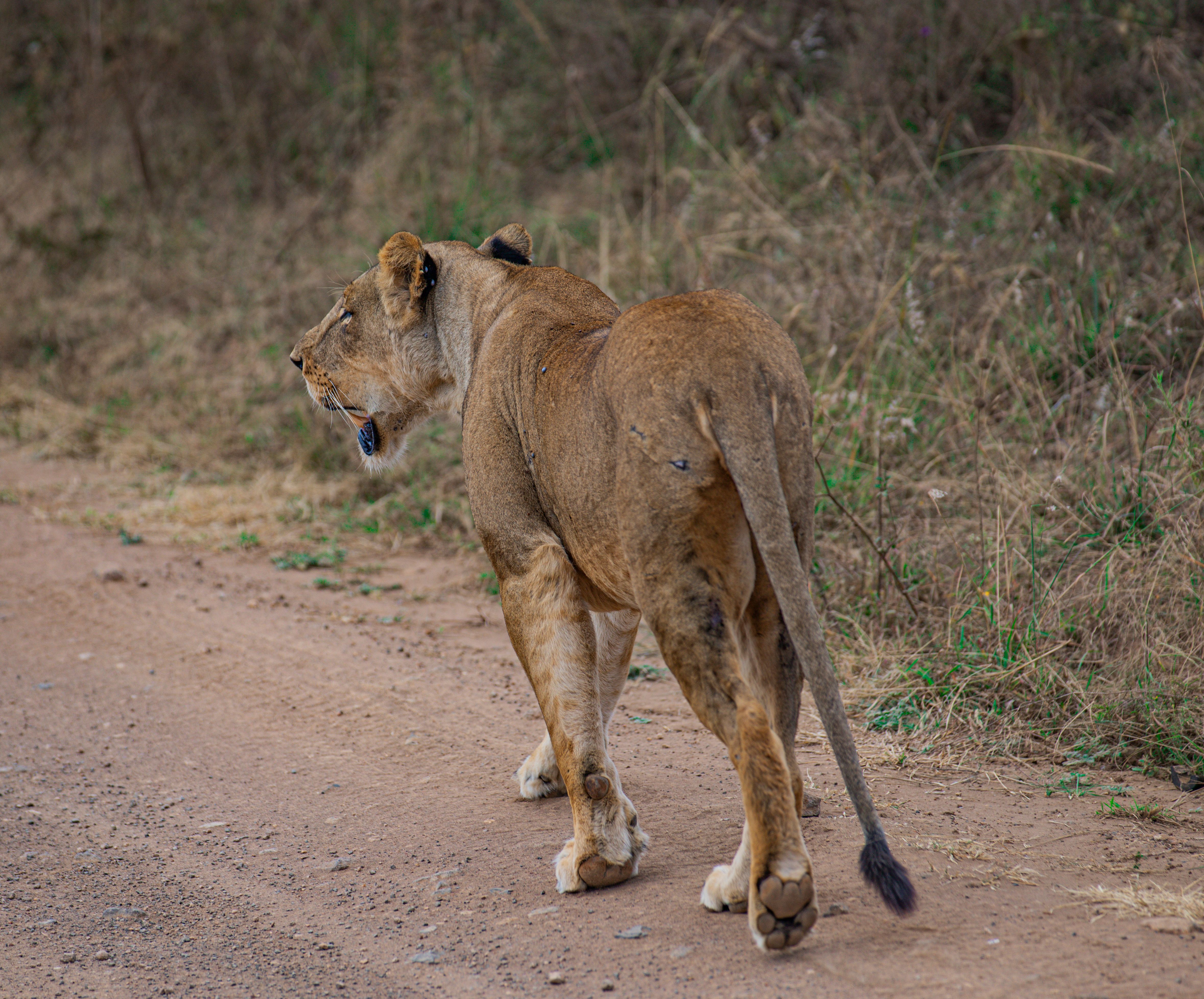 nairobi national park lion pride savanna game drive wildlife city skyline background