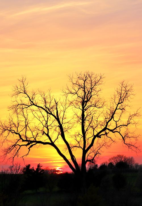 Free A stunning silhouette of a tree set against a vivid sunset sky, creating a dramatic and peaceful scene. Stock Photo