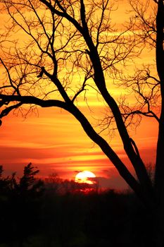Silhouette of bare trees against a vivid orange sunset sky, creating a dramatic landscape.