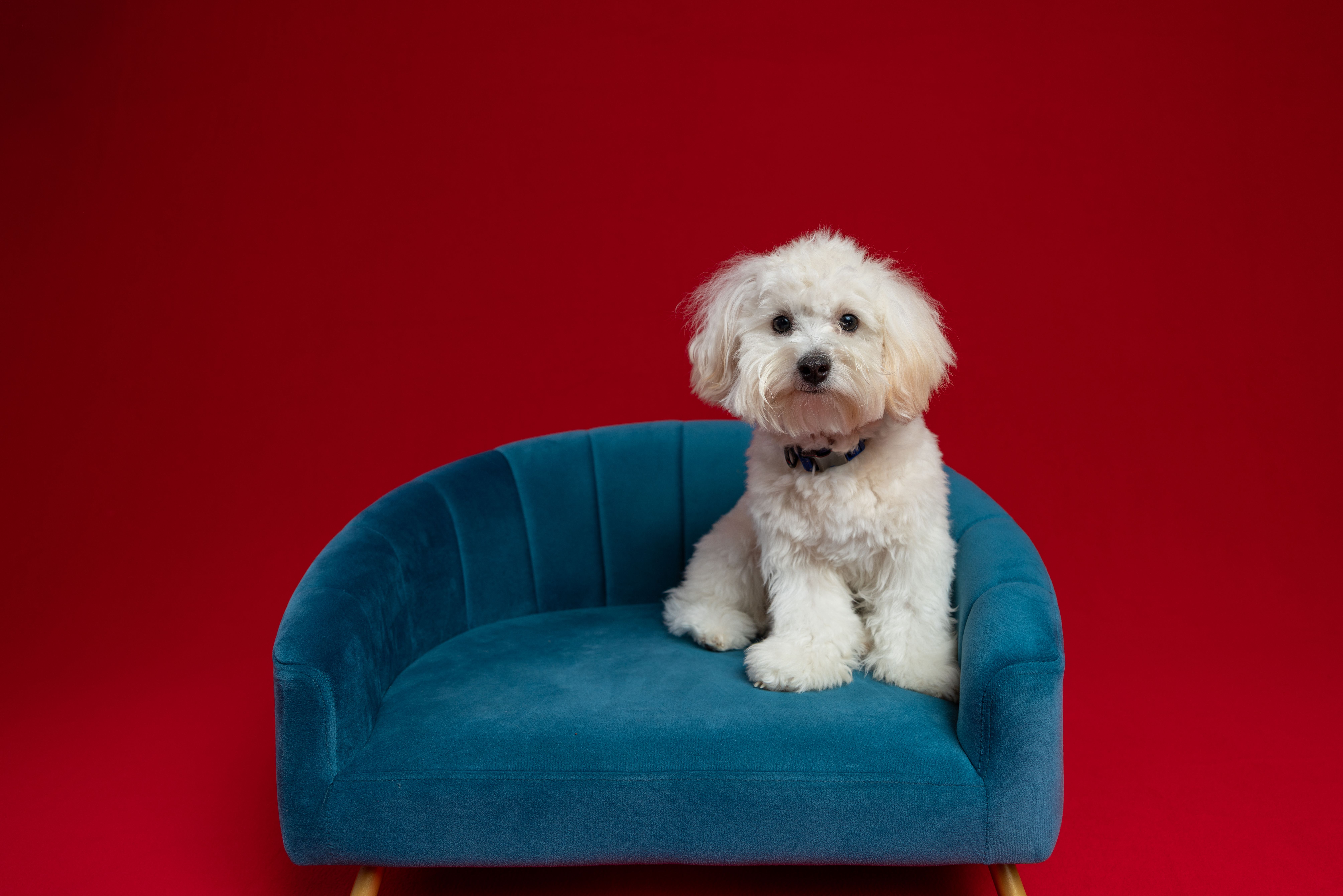Rapawzel Dog Grooming &amp; Daycare Opens New Location on Manhattan’s Upper West Side — Photo by Matthew Hernandez on Pexels