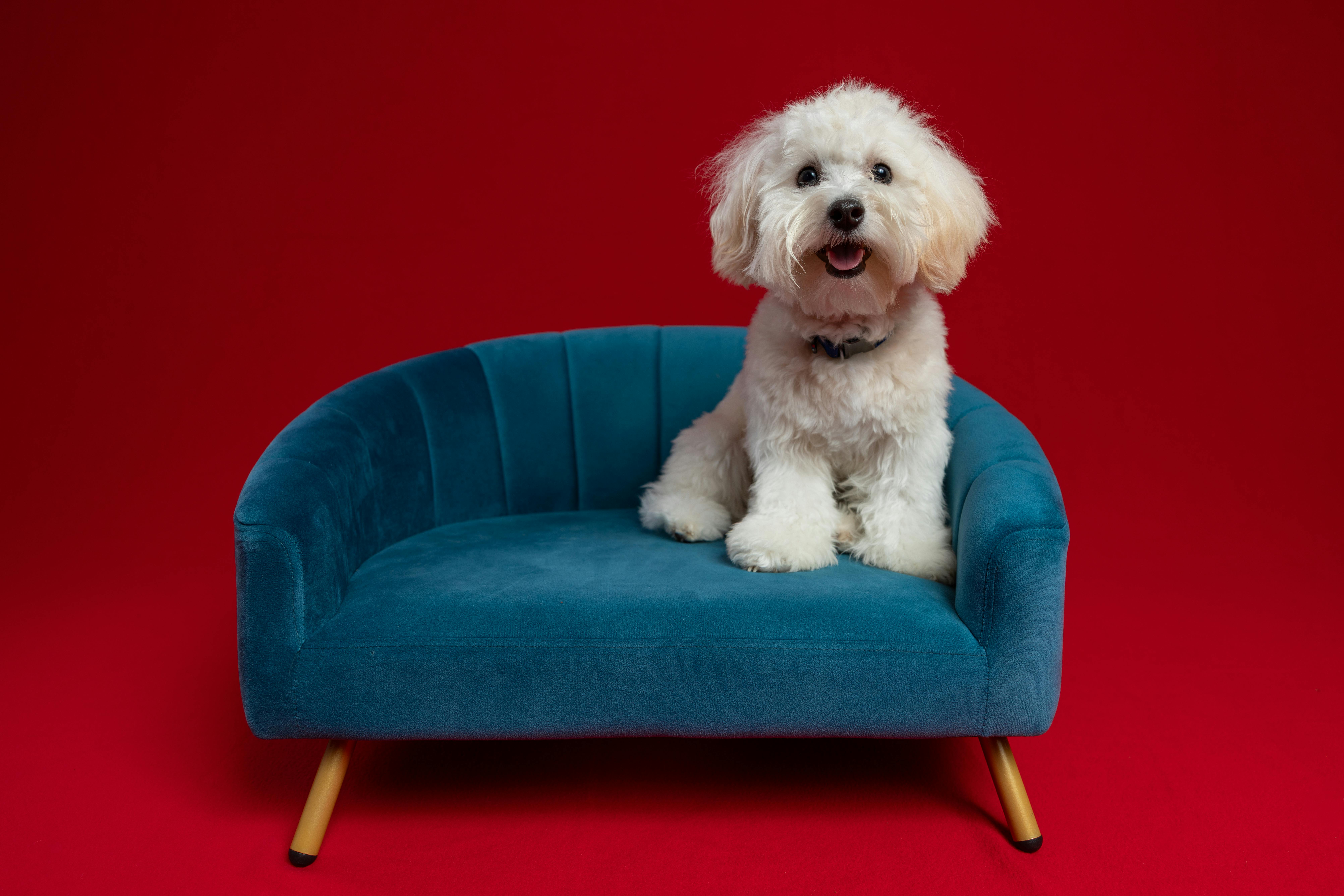pet lifestyle store — Photo by Matthew Hernandez on Pexels