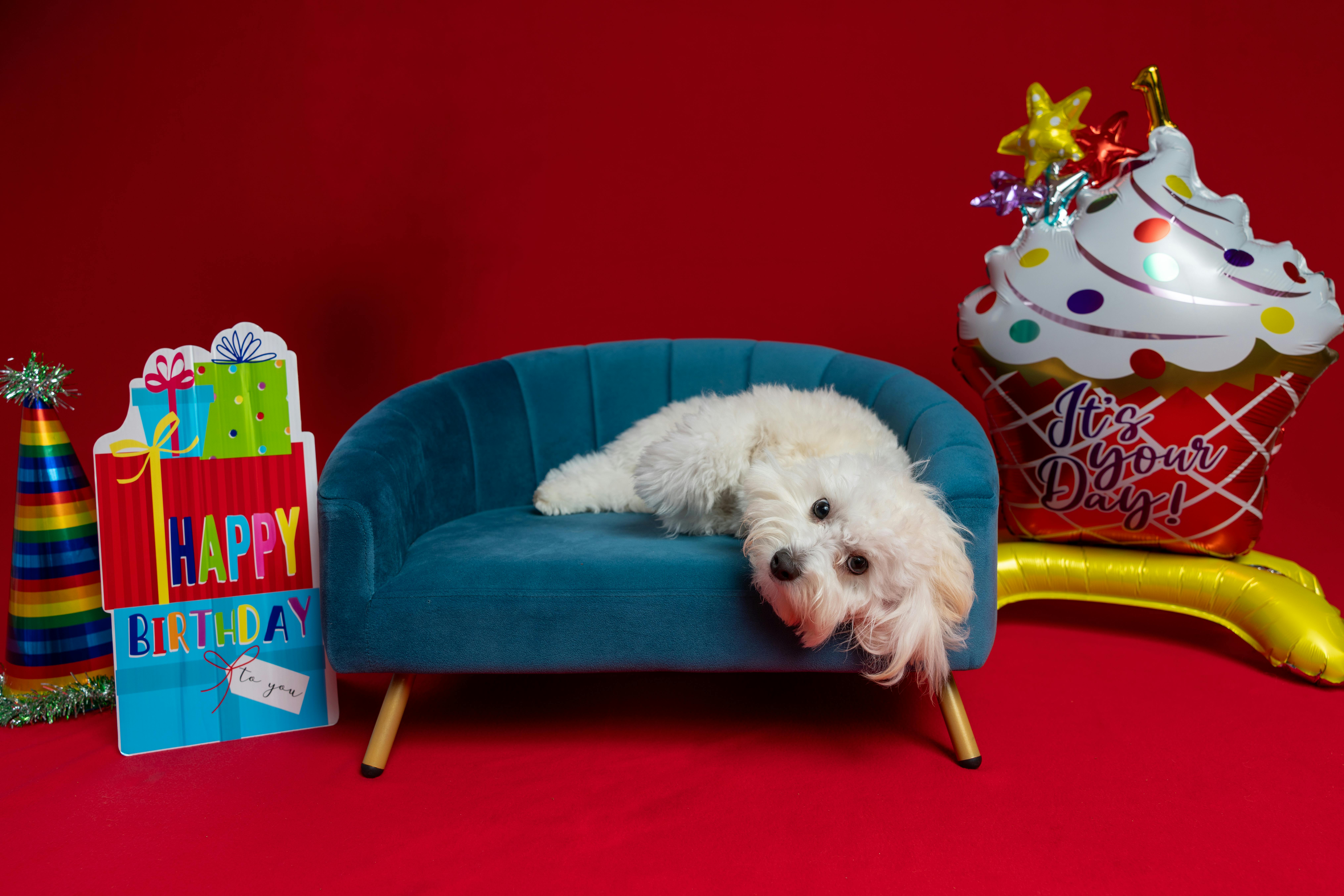 Cute white dog on a couch with birthday decorations, balloons, and a vibrant backdrop.