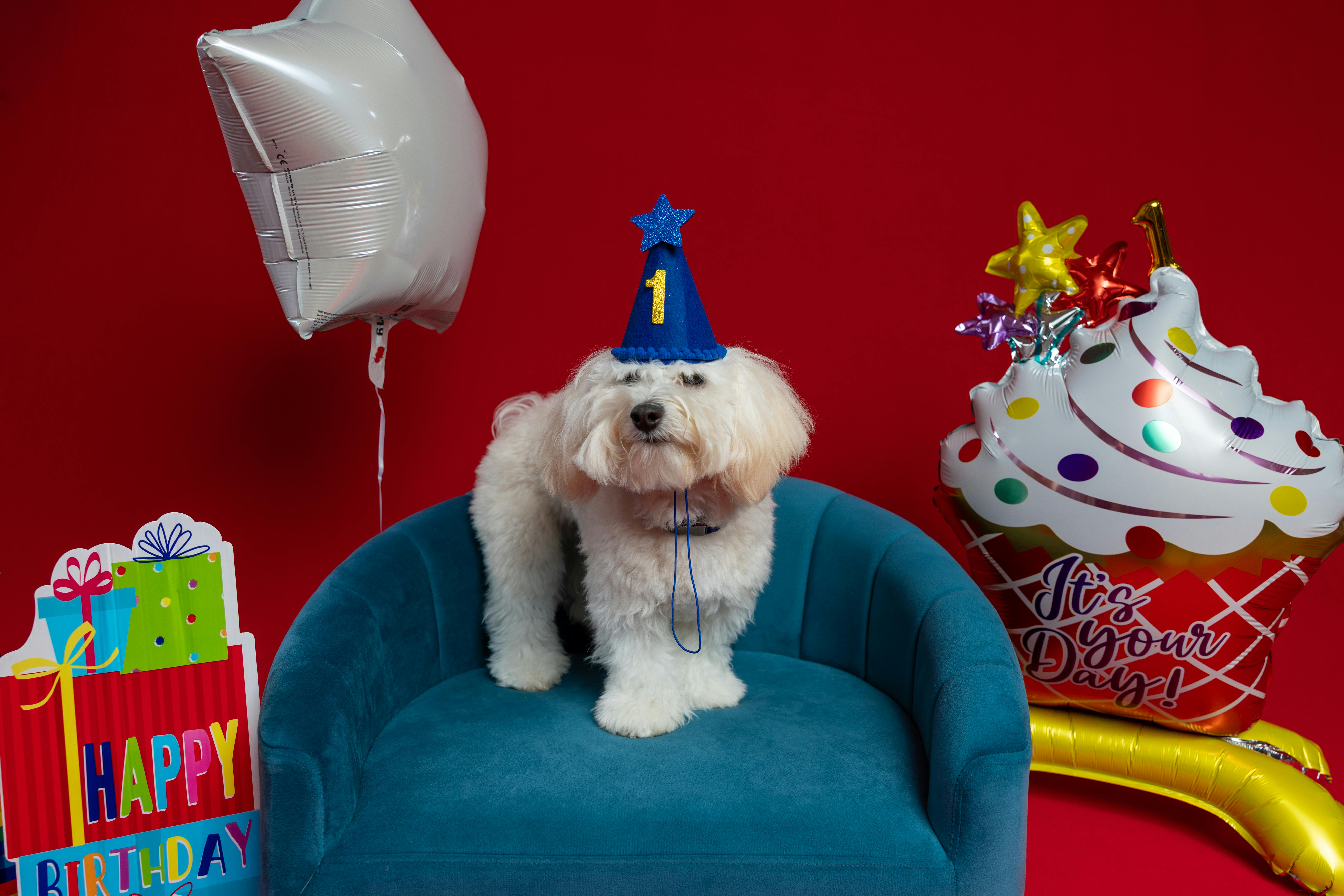 Cute dog wearing party hat celebrates its first birthday with festive balloons and a vibrant backdrop.