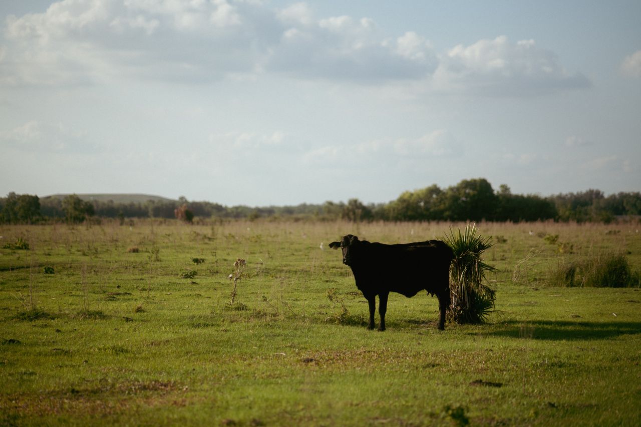 a black cow stands in a sunlit pasture under a clouded sky capturing t