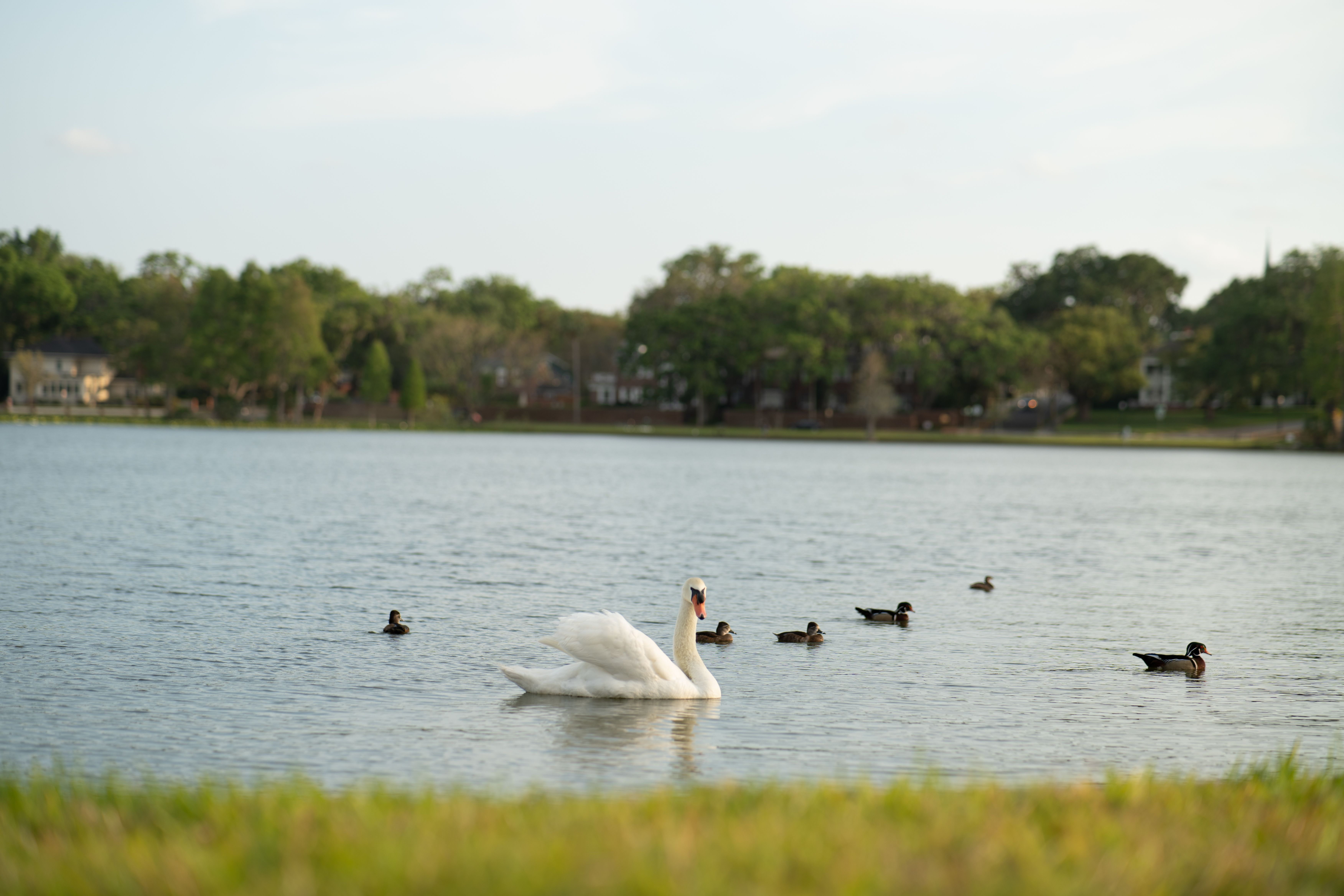 A serene scene of a swan and ducks swimming on a calm lake surrounded by lush greenery.