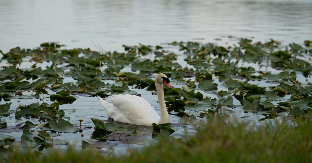 A peaceful swan swims amid lily pads on a calm lake, showcasing nature's tranquility.