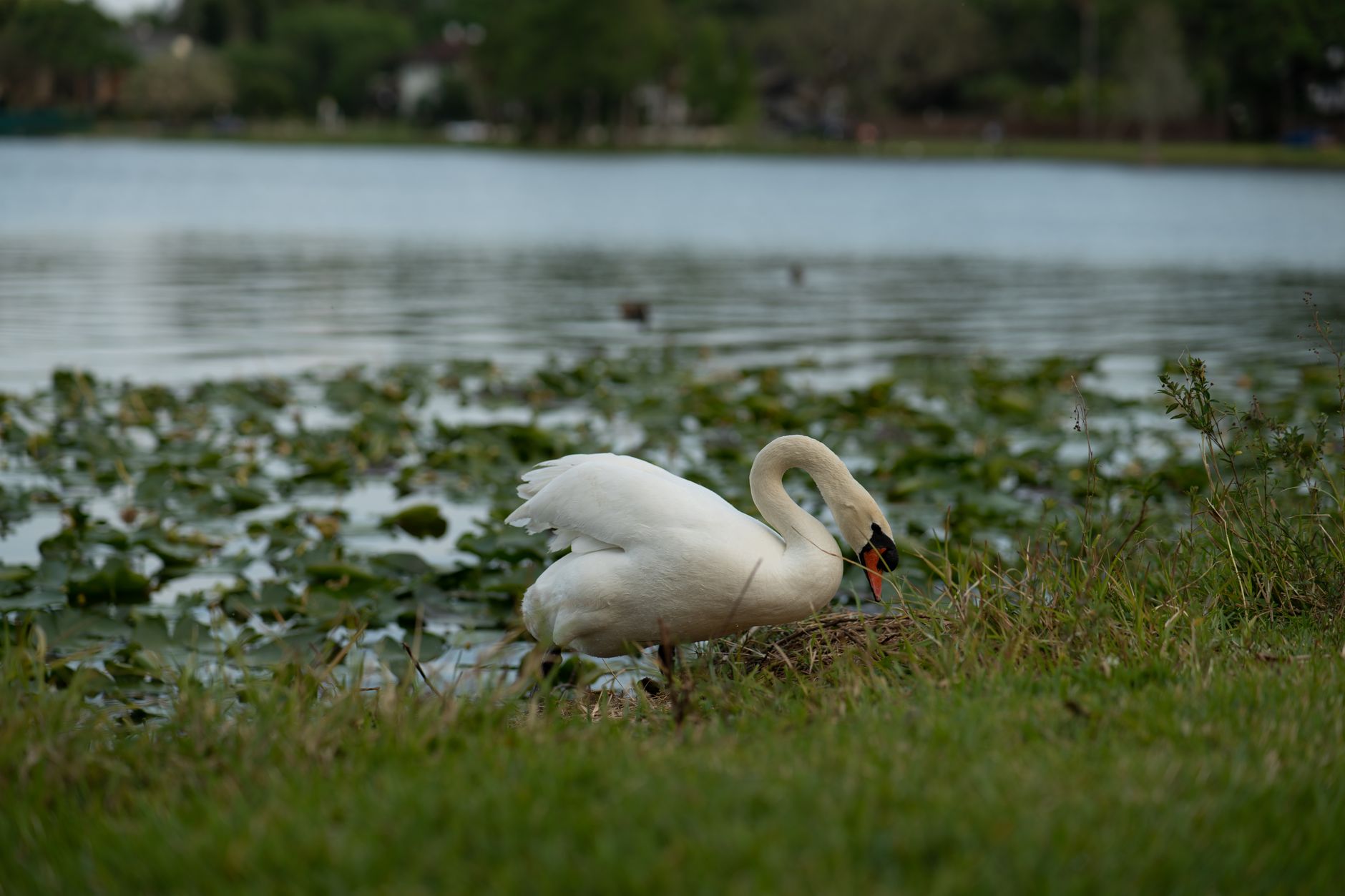 A serene swan by a lakeside surrounded by water lilies and lush greenery under a daylit sky.