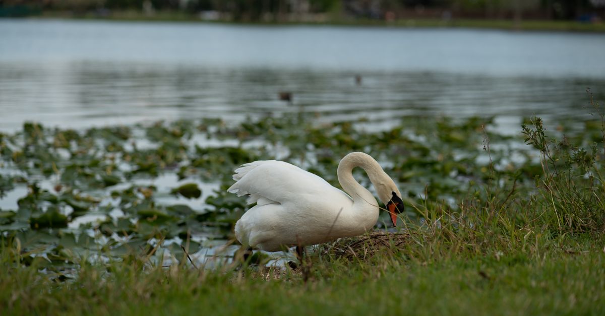 A serene swan by a lakeside surrounded by water lilies and lush greenery under a daylit sky.
