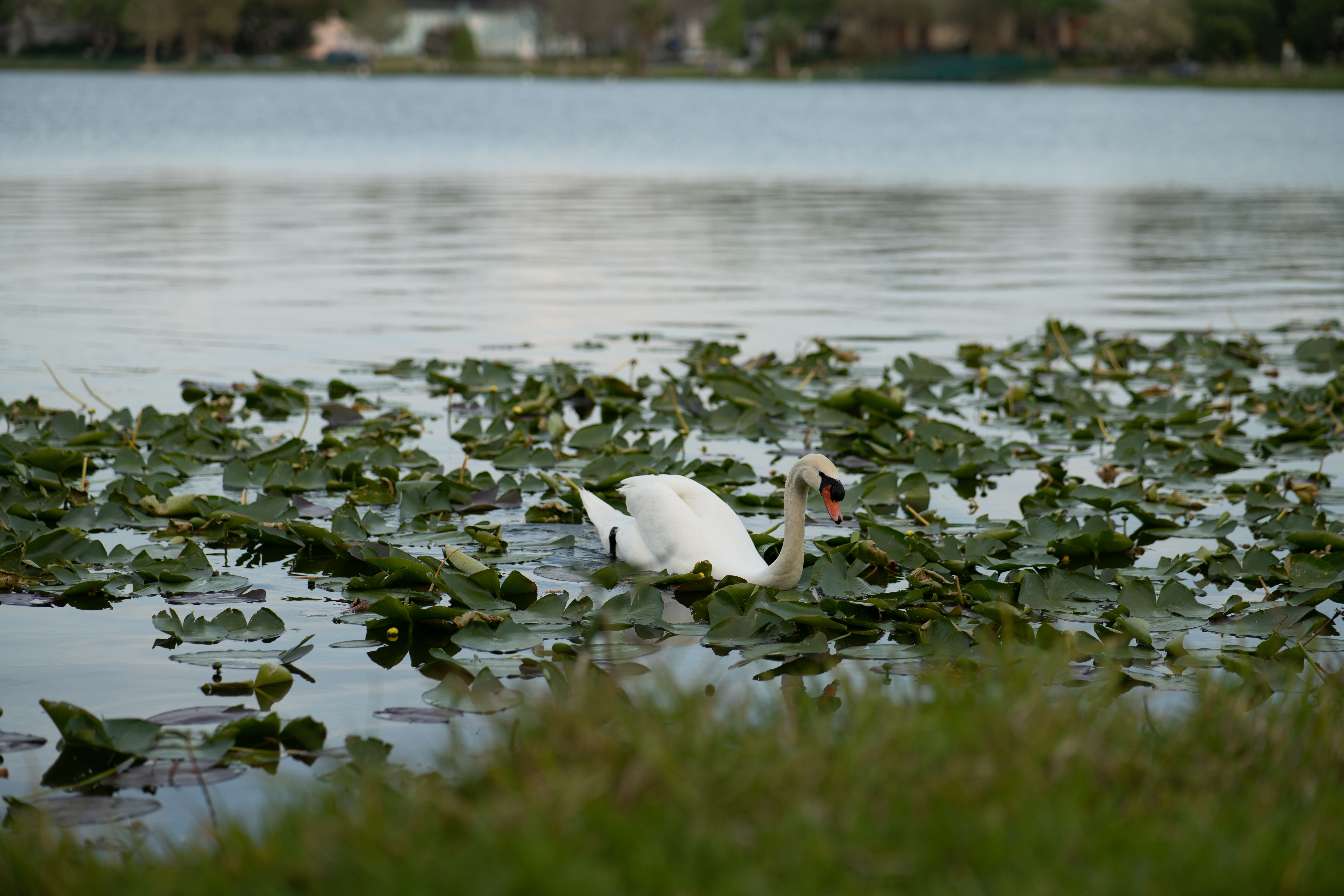 A serene scene of a swan gliding through lilypads on a peaceful lake during the day.