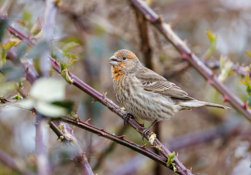 Free Detailed image of a House Finch (Haemorhous mexicanus) perched on a thorny branch in a natural setting. Stock Photo
