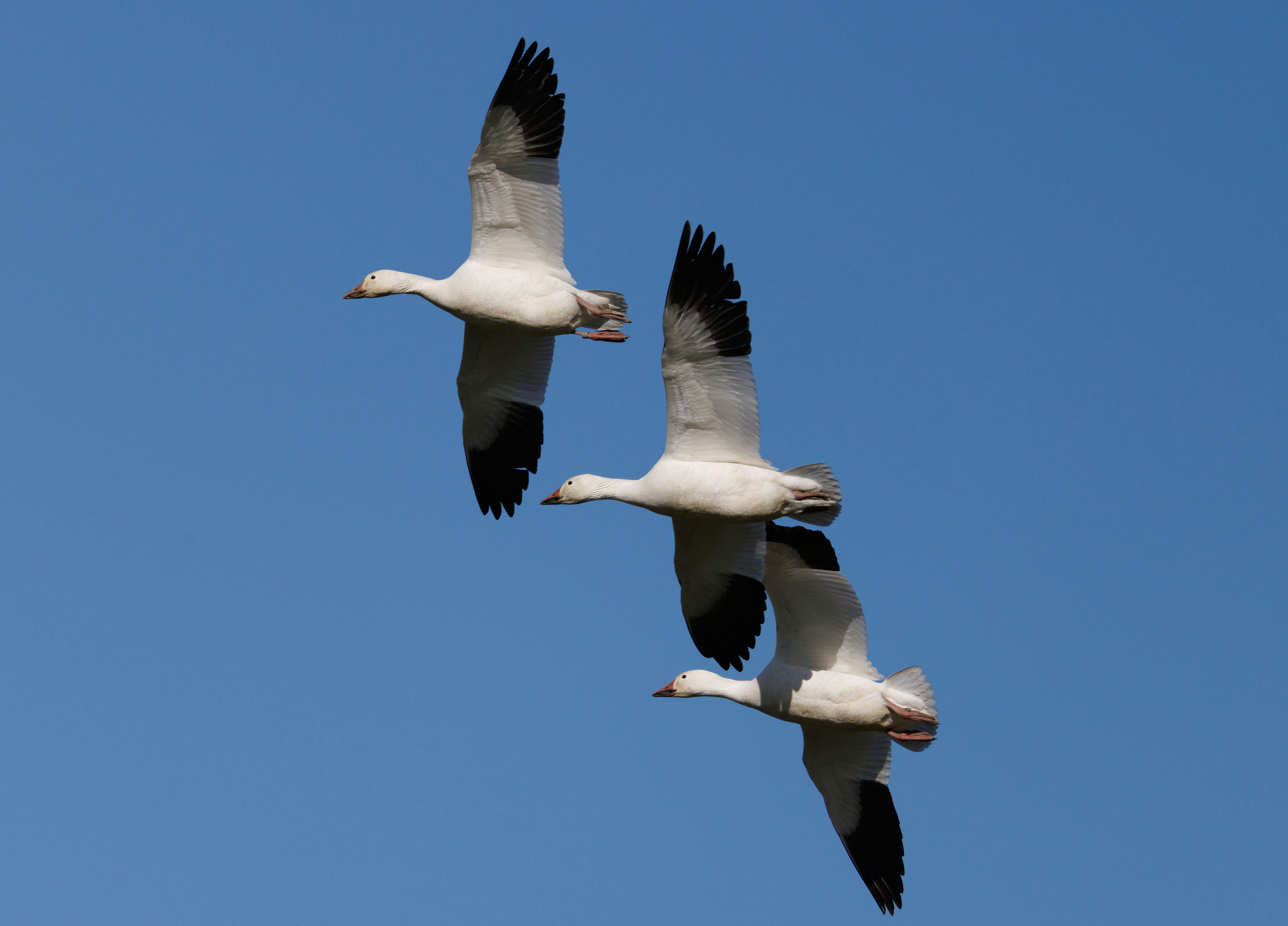 Louisiana adds three new home insurance companies — Photo by Veronika Andrews on Pexels