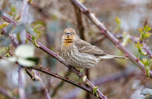 Free A detailed photo of a house finch resting on a natural thorny branch, highlighting the finch's intricate plumage. Stock Photo