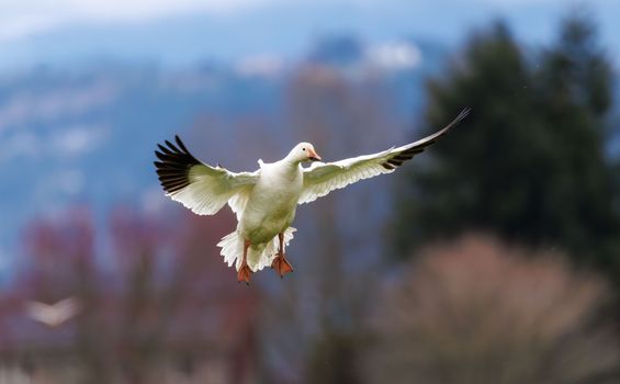 A magnificent snow goose soaring through the sky with mountains in the background.