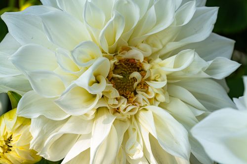Free Detailed close-up of a white dahlia flower in full bloom showcasing intricate petal patterns. Stock Photo