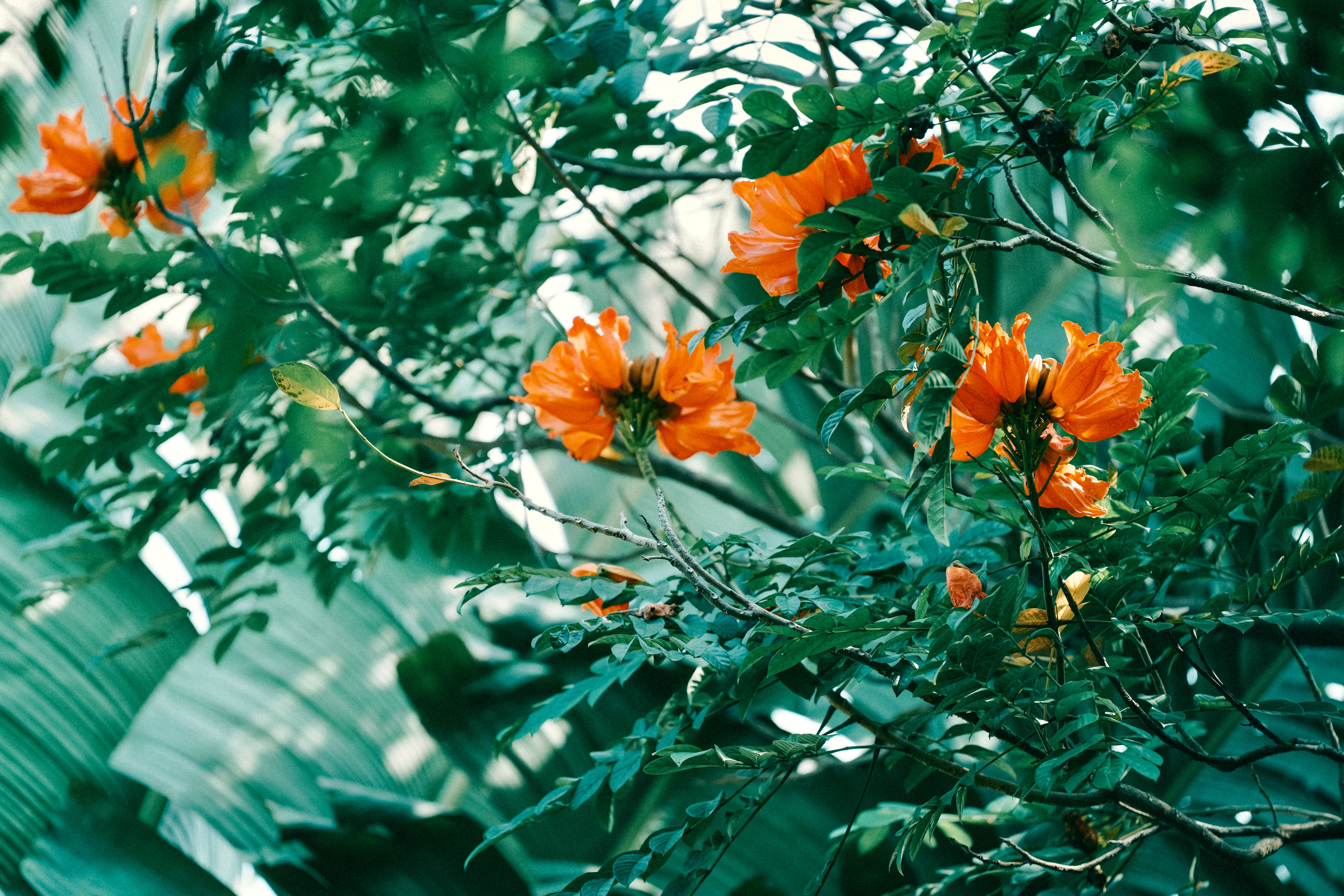 African Tulip Tree