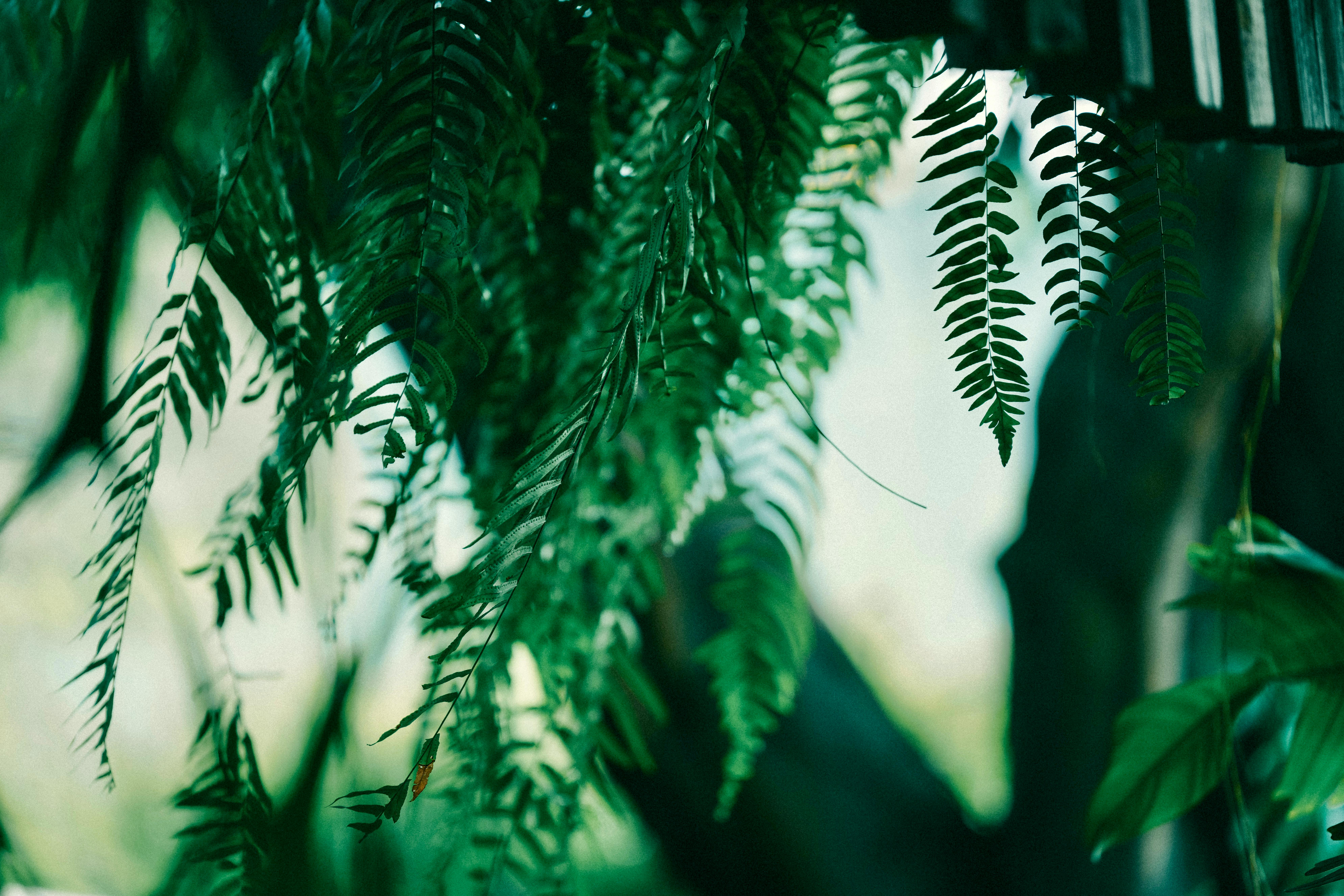 cannabis, hemp oil, cannabis benefits — Photo by 🇻🇳🇻🇳Nguyễn Tiến Thịnh 🇻🇳🇻🇳 on Pexels