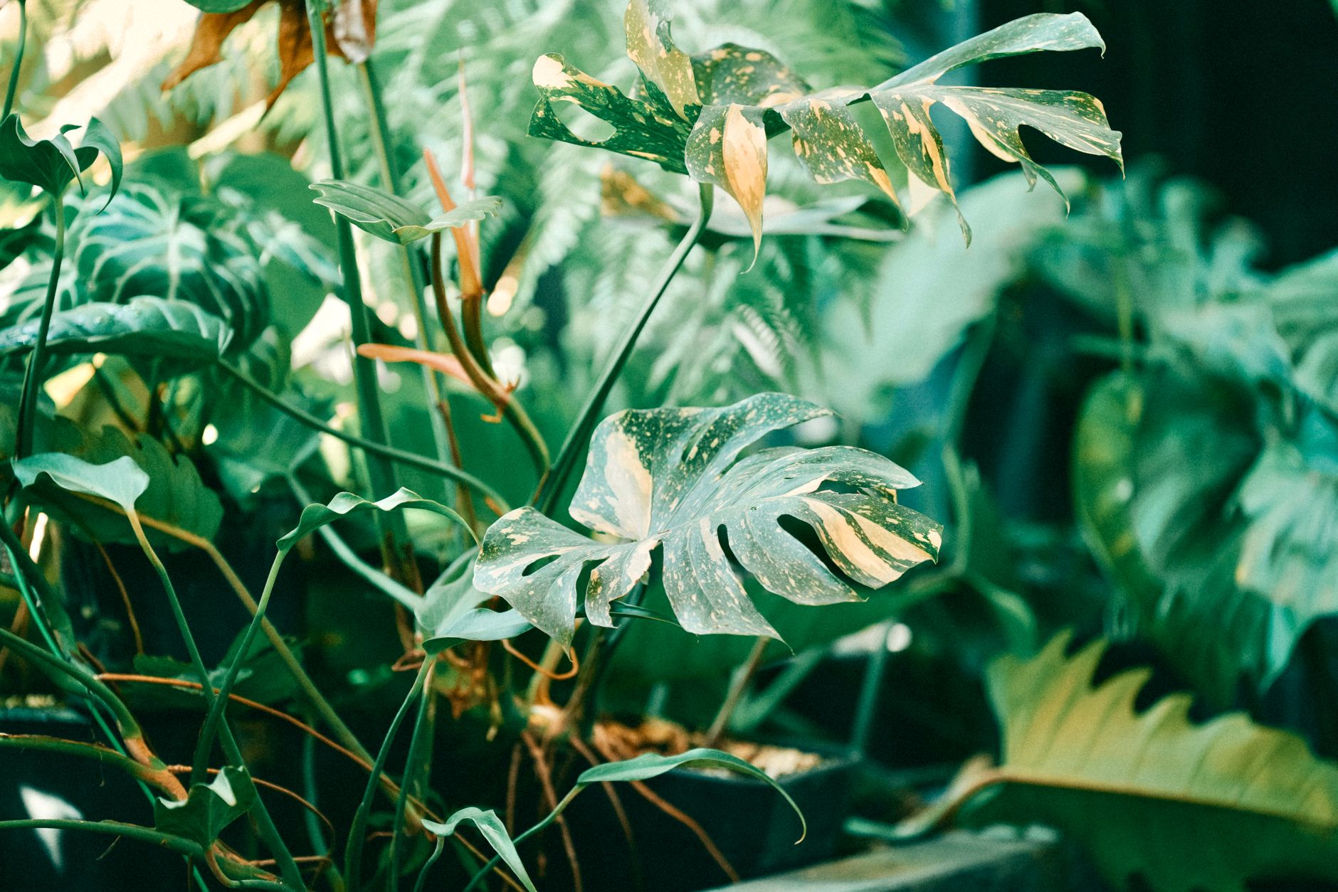 Fresh tropical green leaves of moringa and scent leaf arranged on a surface Fresh tropical green leaves of moringa and scent leaf arranged on a surface
