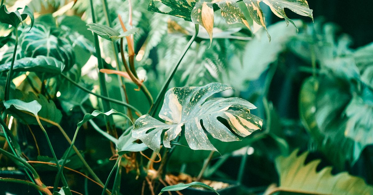 Guide Pratique pour Bien Cultiver des Légumes en Intérieur