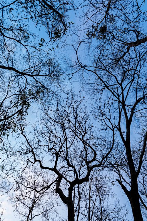 Free Leafless trees creating intricate patterns against a bright blue sky in Battambang, Cambodia. Stock Photo