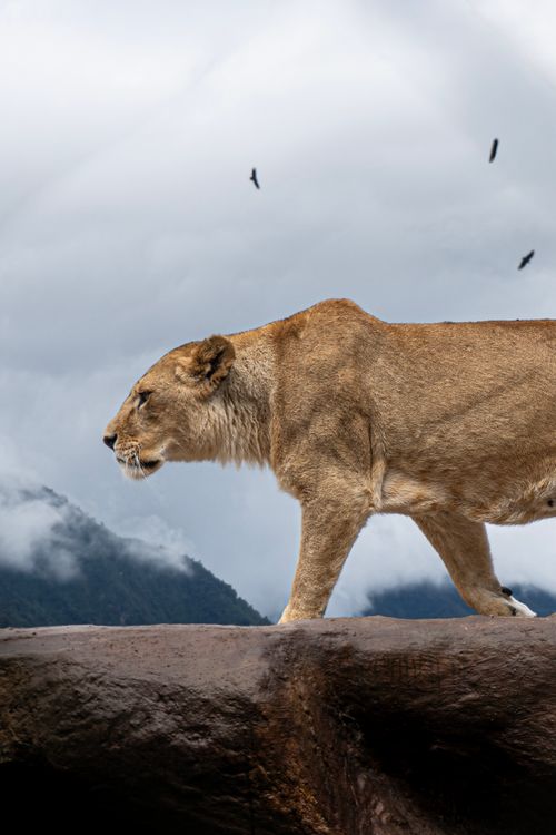 Free A majestic lioness strides on a rock ledge with a misty mountain backdrop and a dramatic cloudy sky. Stock Photo