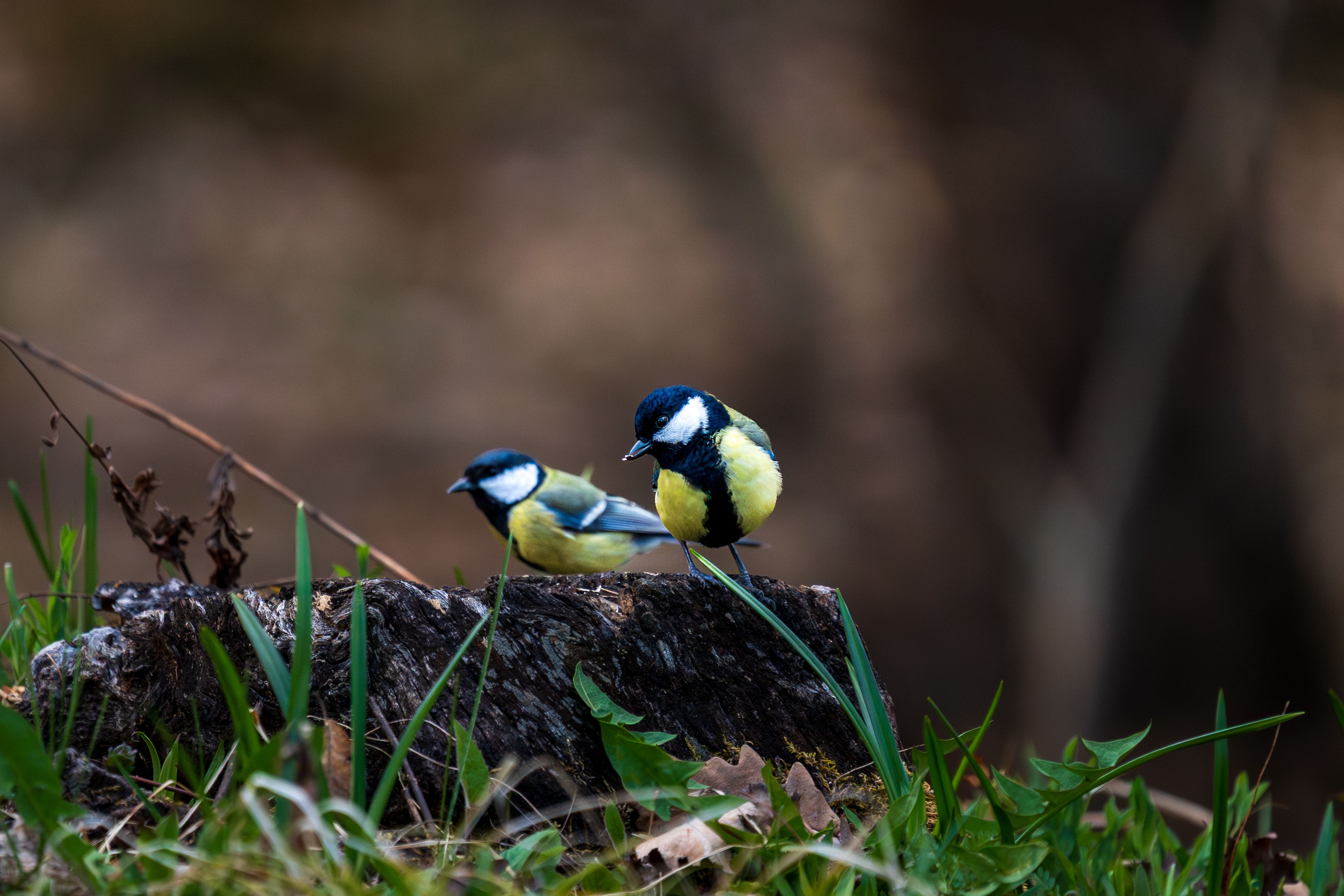 Fragmentos pequenos de floresta abrigam mais aves quando a paisagem ao redor é mais amigável