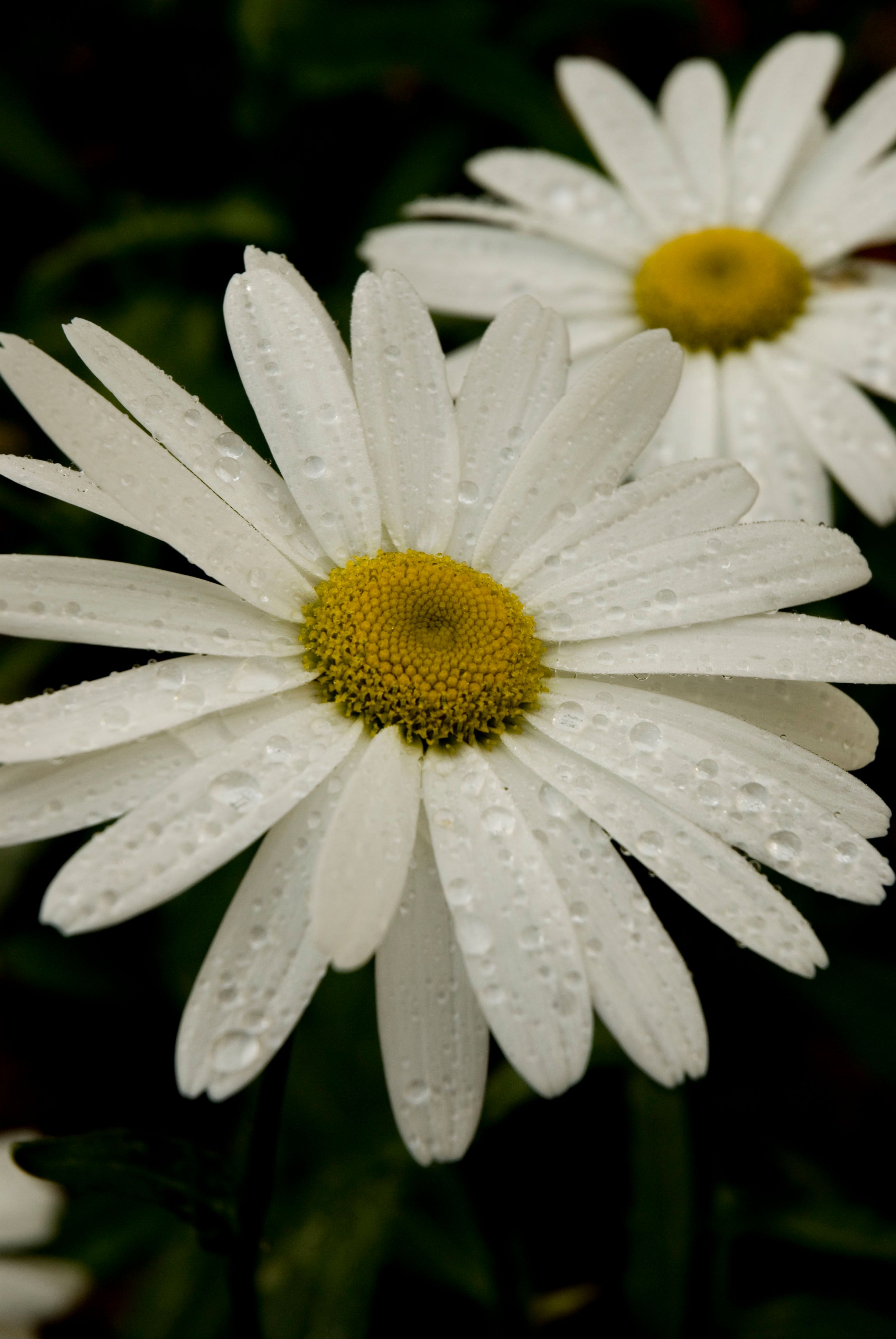 A detailed close-up of daisies glistening with dew, captured in Cameron Highlands, Malaysia.