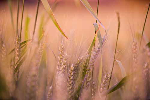 Free Artistic view of wheat stalks in a field with warm golden lighting. Stock Photo