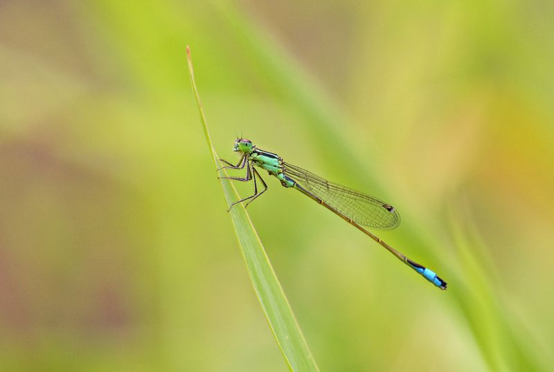 Close-up of a Green Damselfly on Leaf · Free Stock Photo