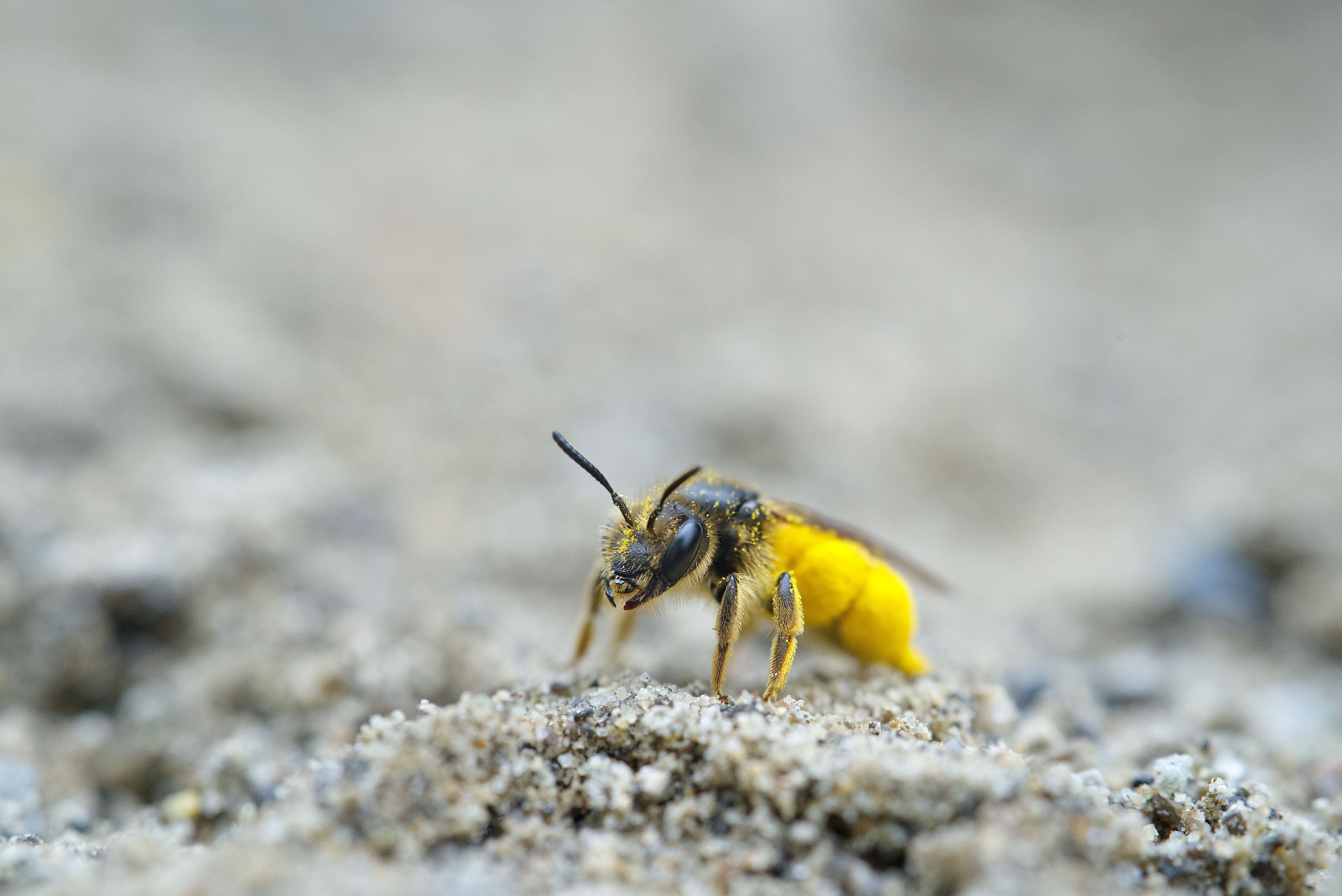 Gratuit Fotografie macro a unei albine cu bandă galbenă pe un sol nisipos, care prezintă detaliile delicate ale naturii. Fotografie de stoc