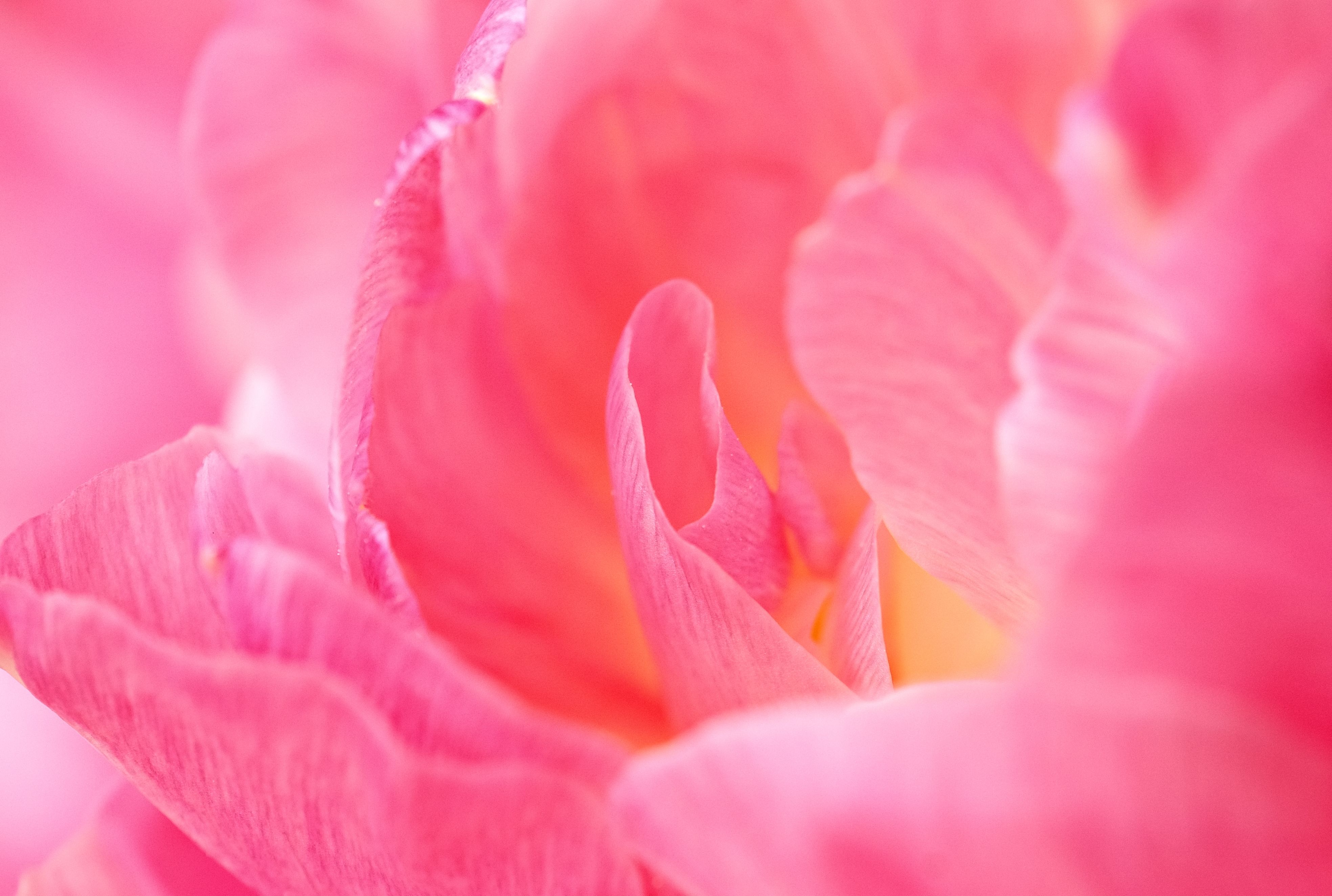 Close-up image of delicate pink flower petals showcasing their vibrant color and texture.