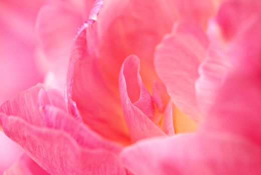 Close-up image of delicate pink flower petals showcasing their vibrant color and texture.