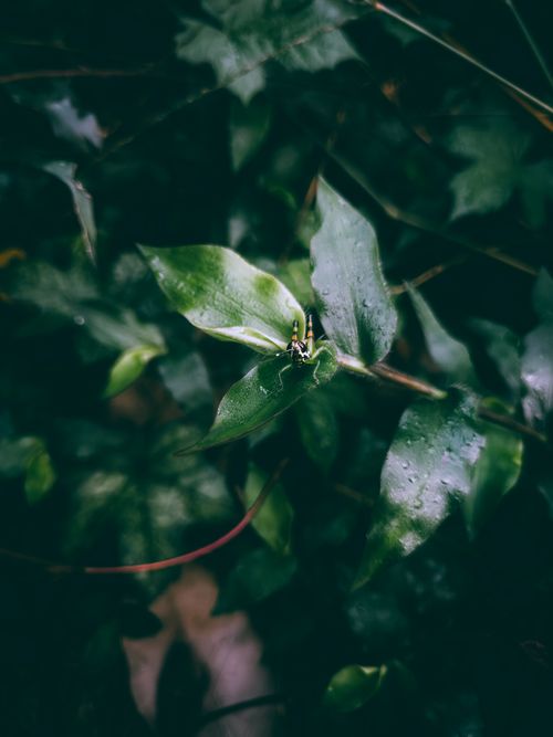 Free Close-up of fresh green leaves with a perched grasshopper, creating a vivid nature scene in KL, India. Stock Photo
