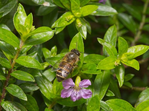 Free Close-up of a bee pollinating a vibrant pink flower surrounded by lush green leaves. Stock Photo
