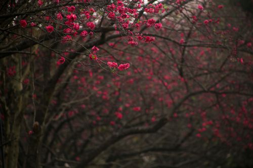 Free Bright pink cherry blossoms on branches in a serene wooded setting. Stock Photo