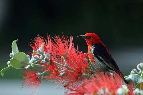 紅色花朵上的紅色和黑色鳥