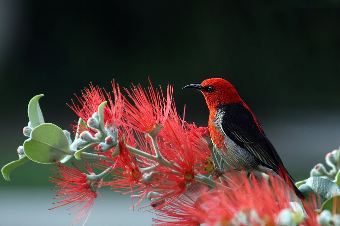 Rode En Zwarte Vogel Op Rode Bloemen