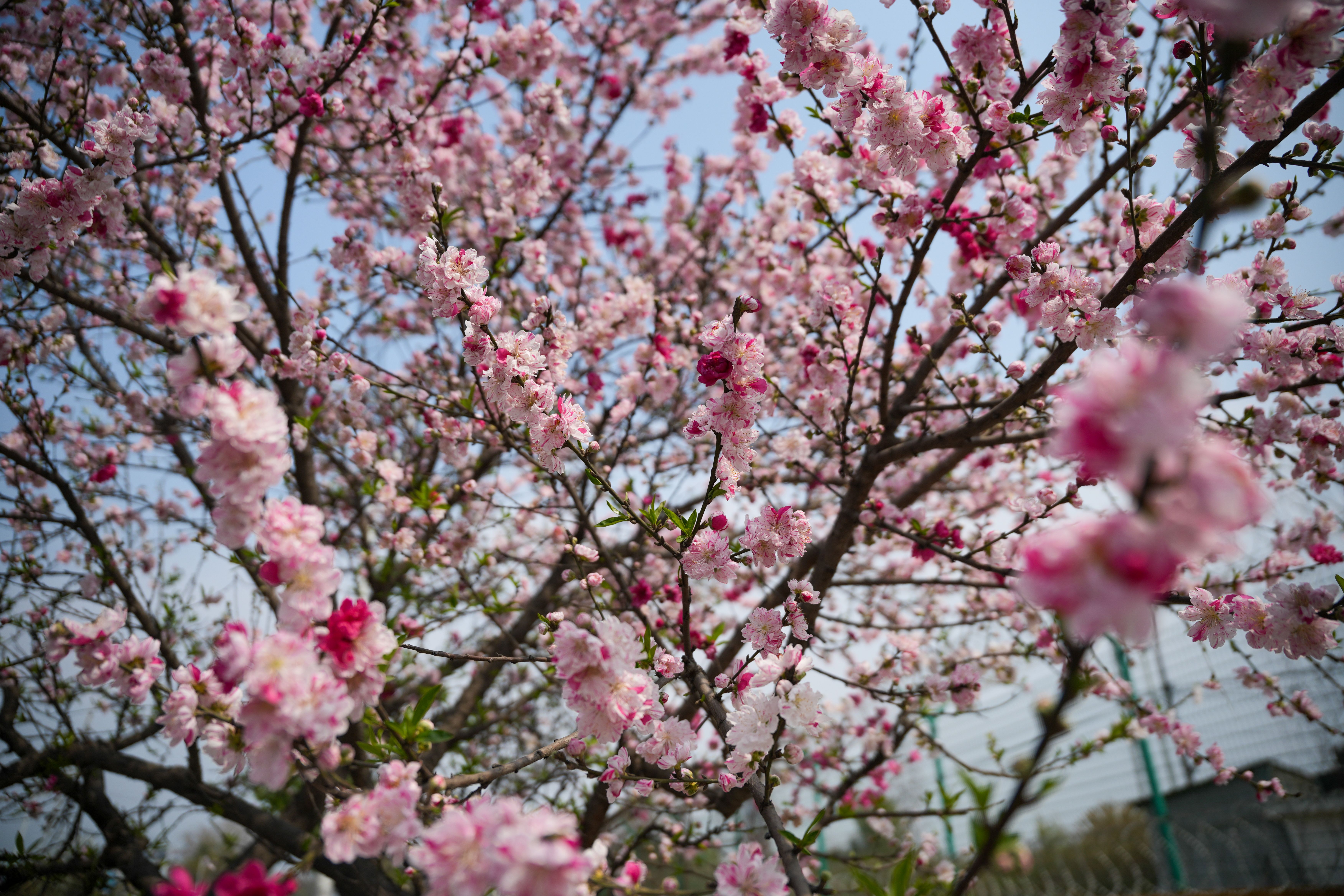 Stunning cherry blossom tree featuring vibrant pink flowers captured in spring.