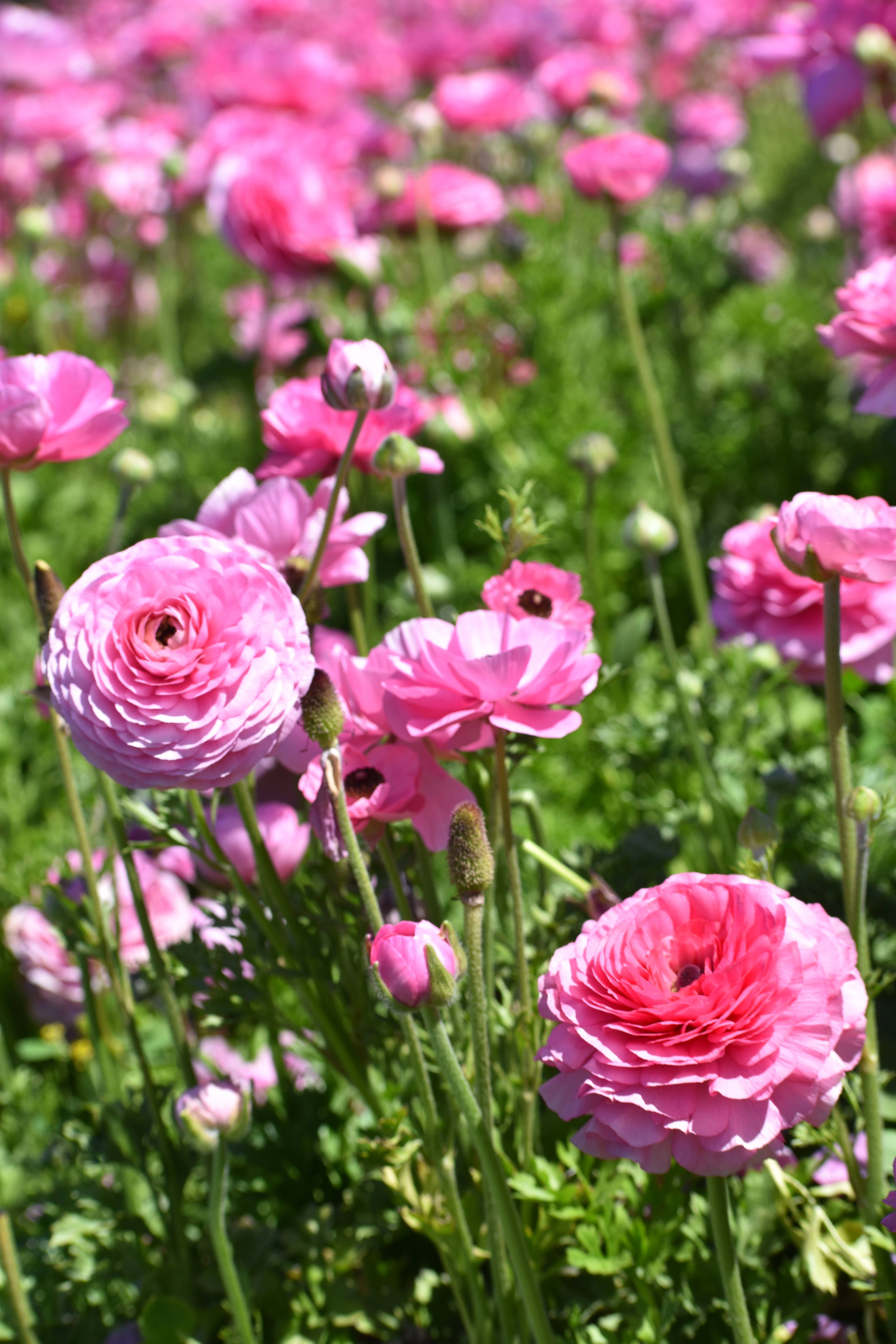 Photo gratuite de aménagement paysager, beauté, beauté du jardin ...