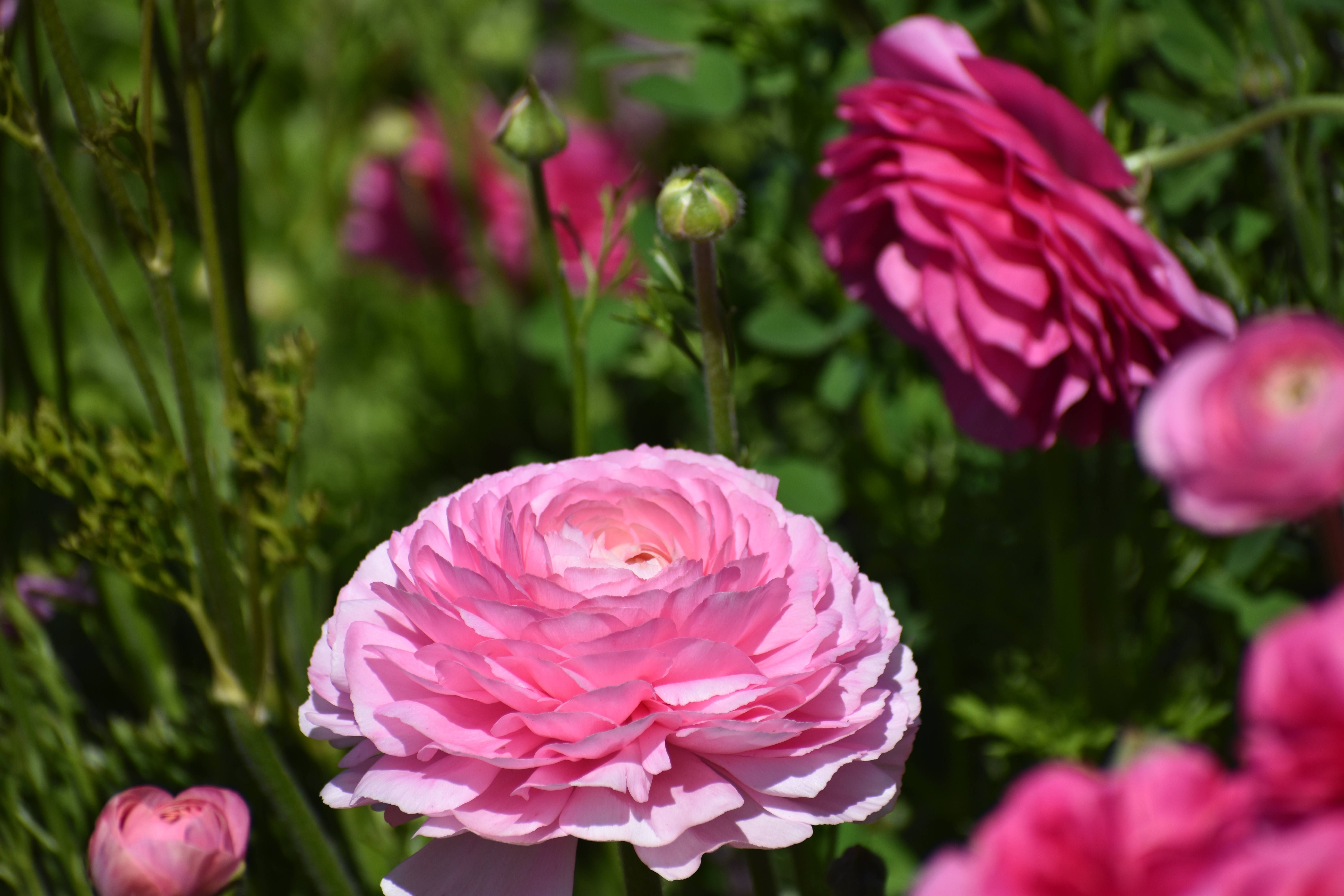Close-up of Pink Ranunculus Blooms in Sunshine · Free Stock Photo