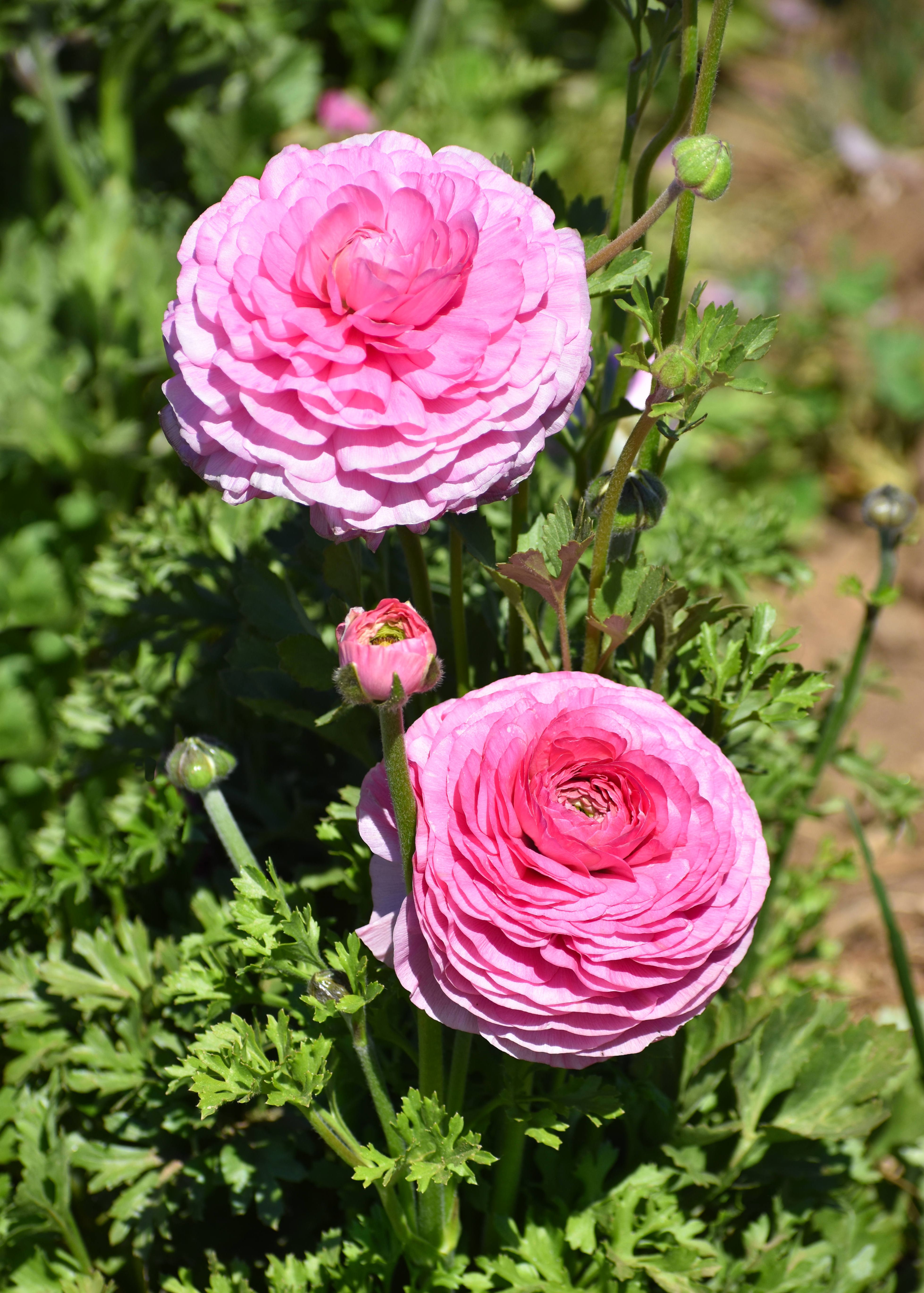 Pink Ranunculus Flowers in Bloom Outdoors · Free Stock Photo