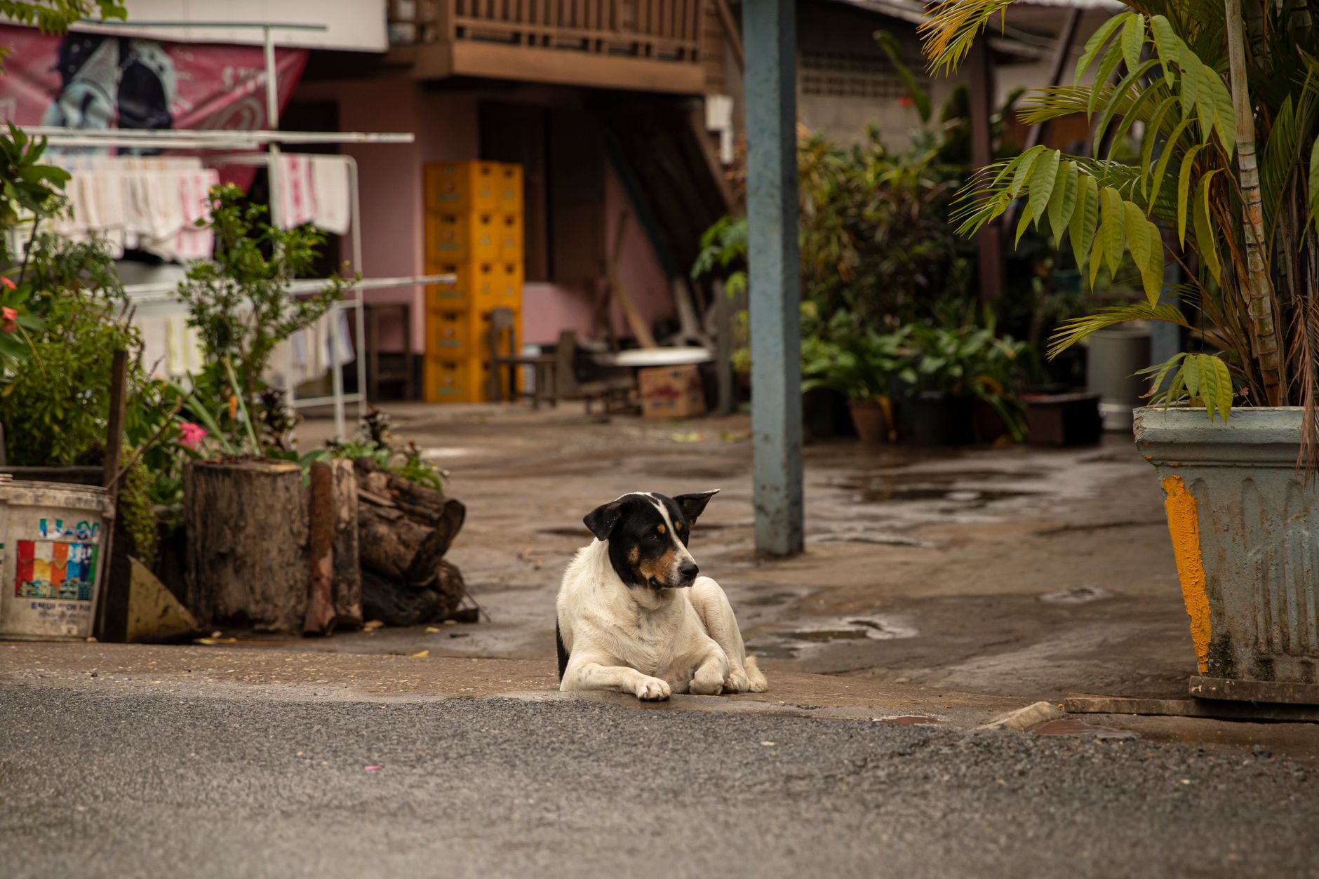 Portrait of a dog at a veterinary clinic